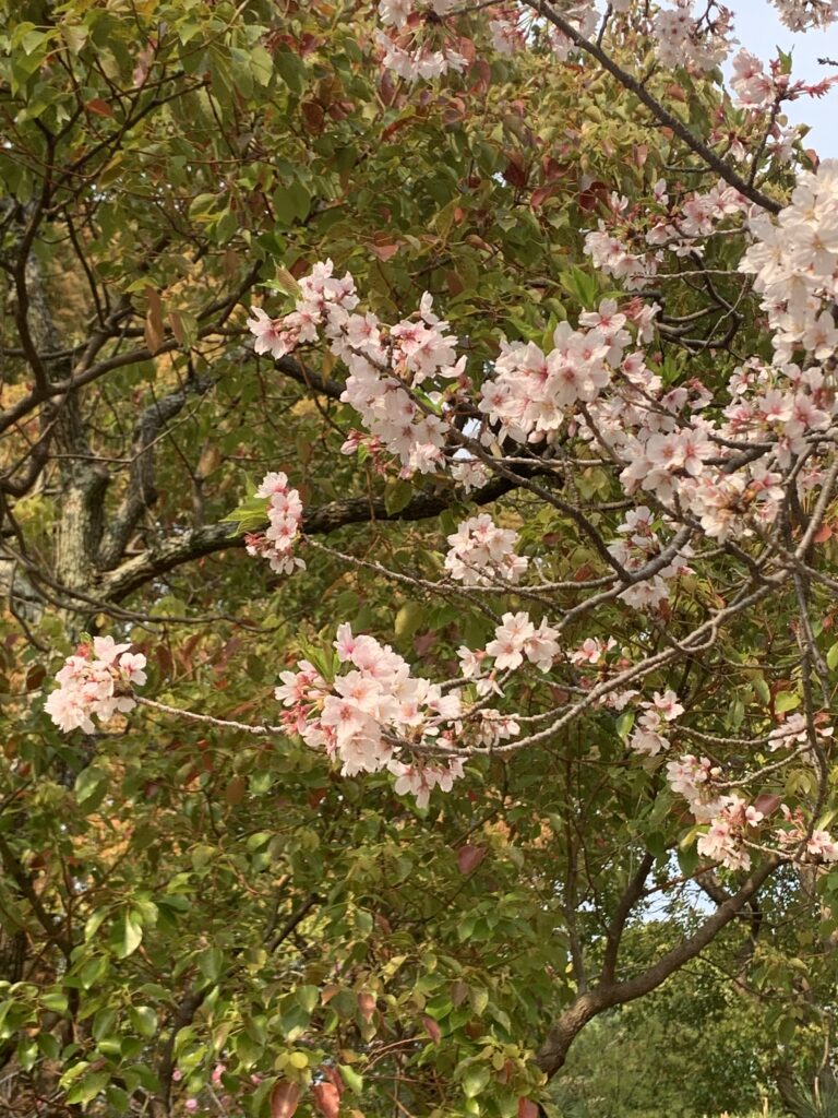 桜 2025