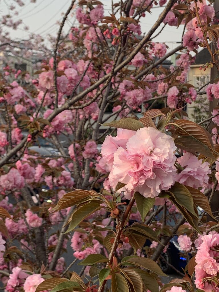 八重桜